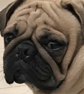 sad-looking-pug-dog